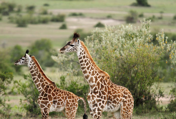 A pair of beautiful Giraffe