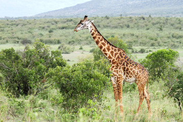 A beautiful Giraffe in the green bushes