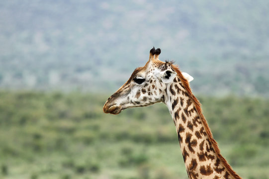 A closeup of Giraffe