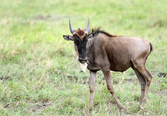 A Wildebeests in Savannah, Masai Mara, Kenya
