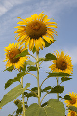 Yellow and bright sunflower field