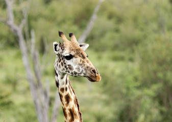 Closeup of a beautiful Giraffe