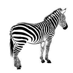 Fototapeta na wymiar Zebra-vector