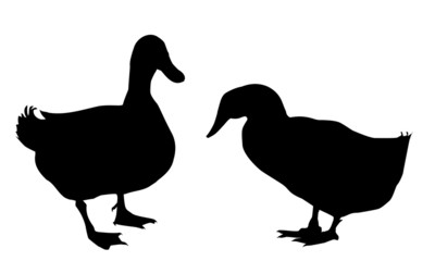 Ducks silhouettes -vector illustration