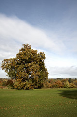 Obraz premium Autumn trees