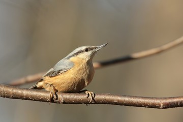 Nuthatch - Sitta europaea on a twig in the morning