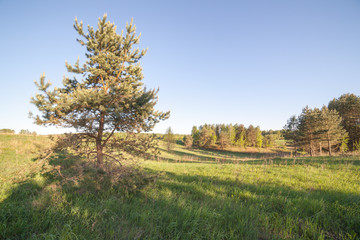 Pine on a glade. Spring.