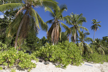 Palmen am Strand der Anse Takamaka auf Mahé