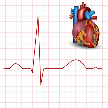 Human heart normal rhythm and heart anatomy