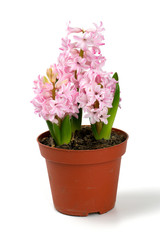 Naklejka na ściany i meble pink hyacinth