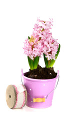pink hyacinth