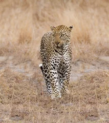 Tuinposter Beautiful large male leopard walking in nature © Alta Oosthuizen