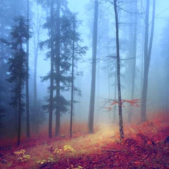 Photo sur Plexiglas Automne Forêt mystérieuse d& 39 automne