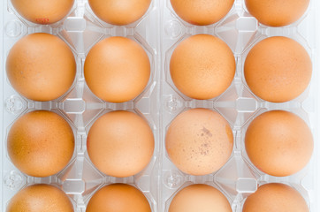 Eggs packed isolated white background