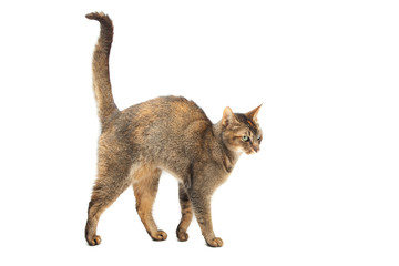 Purebred Abyssinian cat