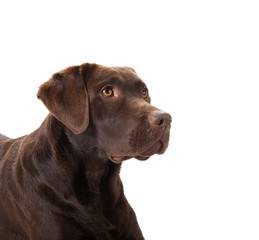 Brown labrador portrait