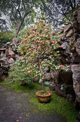 small tree in flower-pot in YuYuan Garden in Shanghai, China