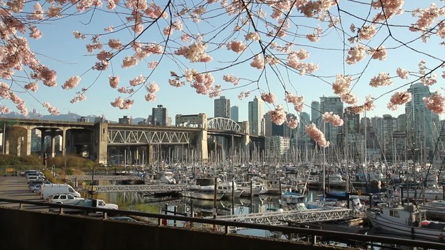 Cherry Blossom dolly, Vancouver Marina