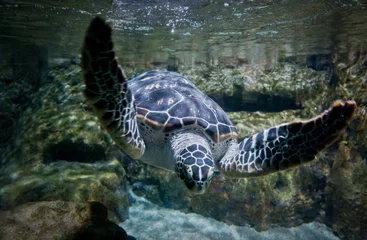 Poster turtle swimming in large fish tank © Fotokon