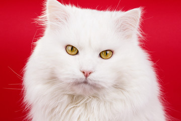 white cat