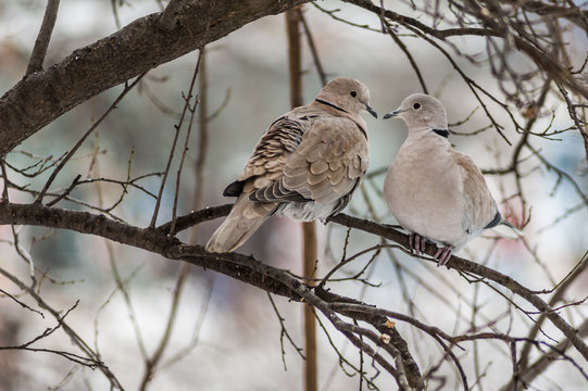 Two doves