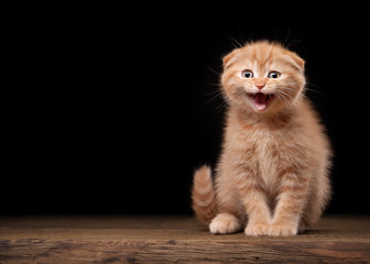 red scottish fold kitten on table with wooden texture