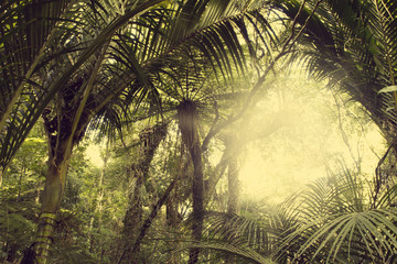 Obraz premium Las tropikalny