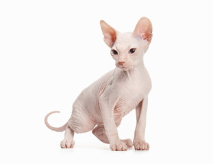 Don sphynx kitten on white background