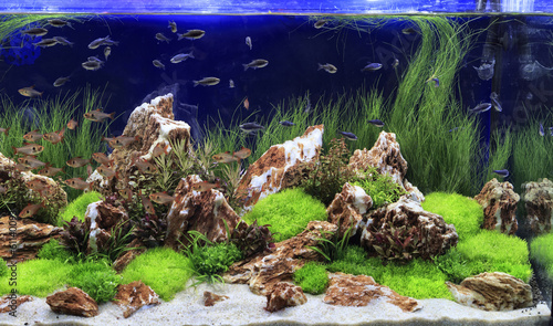 Planted Freshwater Aquarium Wall Mural Wallpaper Murals Mauriziobiso Shop with afterpay on eligible items. planted freshwater aquarium wall mural