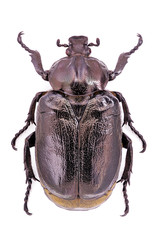 Male of endangered hermit beetle (Osmoderma eremita)