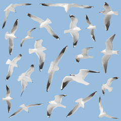 Obraz premium many birds on sky background