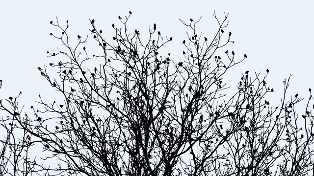 sparrows birds on branches
