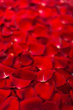 Background of red rose petals