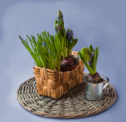 Hyacinth and muscari