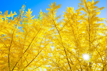 秋のイチョウと太陽