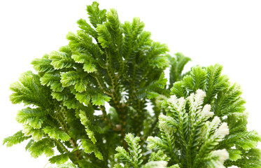 Selaginella, florist tropical moss