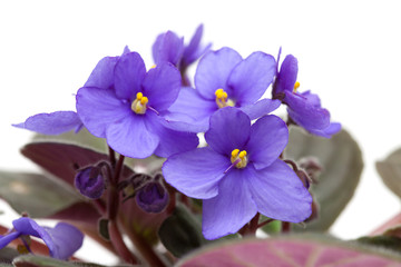 Obraz premium saintpaulia