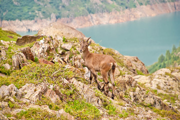 Wilder junger Steinbock in natürlicher Umgebung
