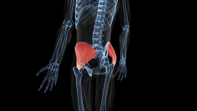 animation showing the musculus gluteus medius