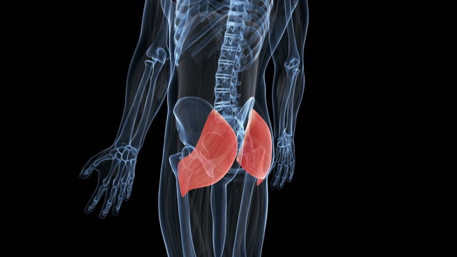 animation showing the musculus gluteus maximus