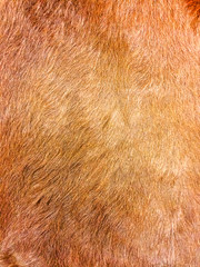 Fur