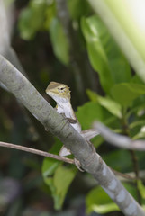 tree lizard