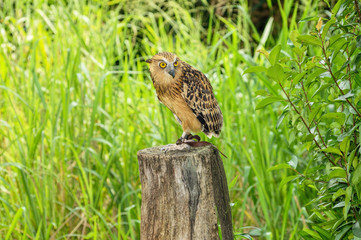 owl