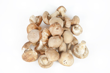mushroom