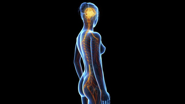 medical animation - women&acute;s nerves