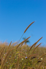Closeup flower grass on wind in field