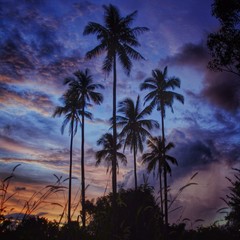 palm trees on langkawi during sunset 