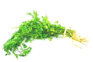 green parsley isolated over white background