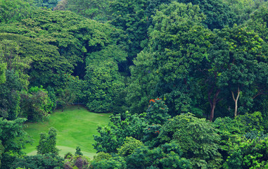 Naklejka premium Green forest from top view