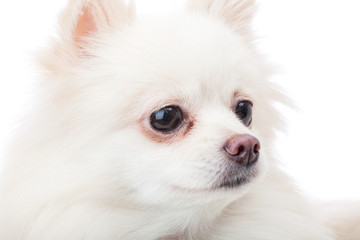 White pomeranian